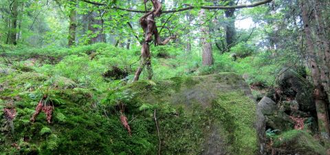 Souvenirs d'enfance en Sibérie - Maria LUCHANKINA