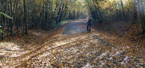 Belle allée forestière automnale pour démarrer !