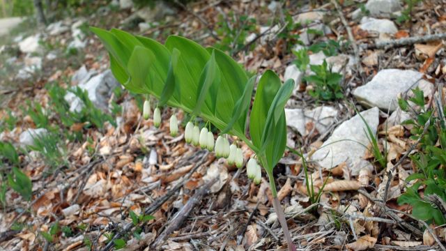 Un Sceau de Salomon, fleur devenu très rare !