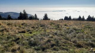 Vue sur la tourbière de Gazon du Faing